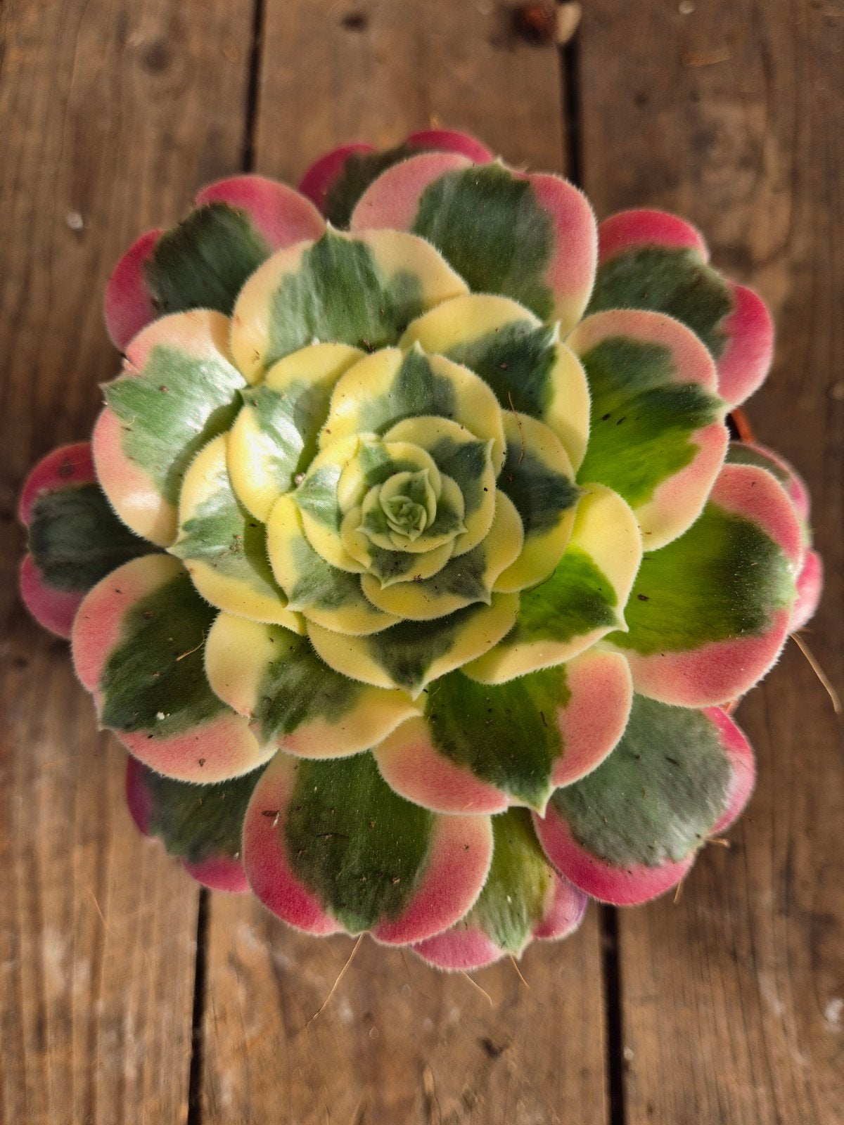 Aeonium p10 (5), Ophalen of Verzenden, Halfschaduw, Minder dan 100 cm