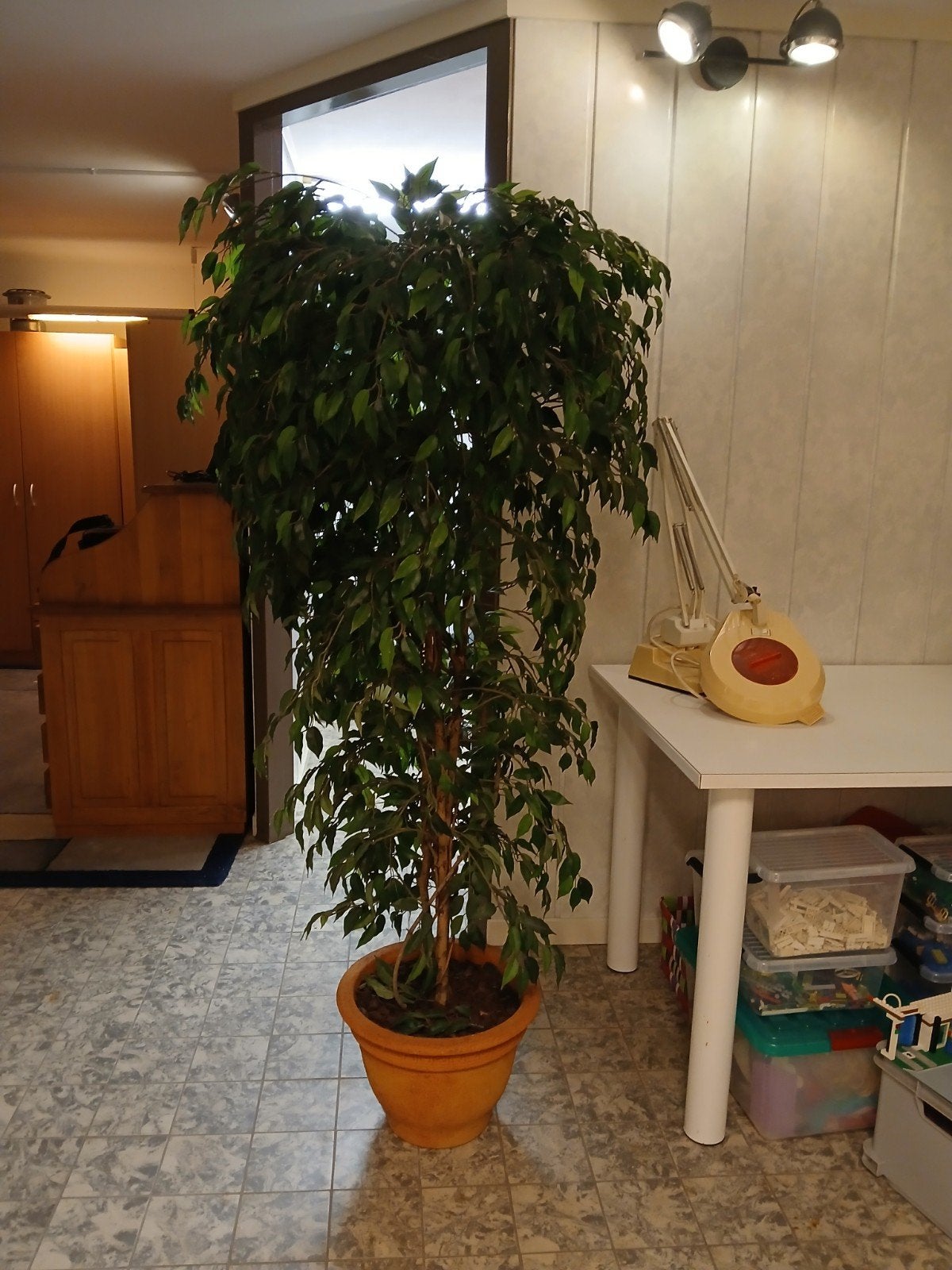 ficus, Ophalen