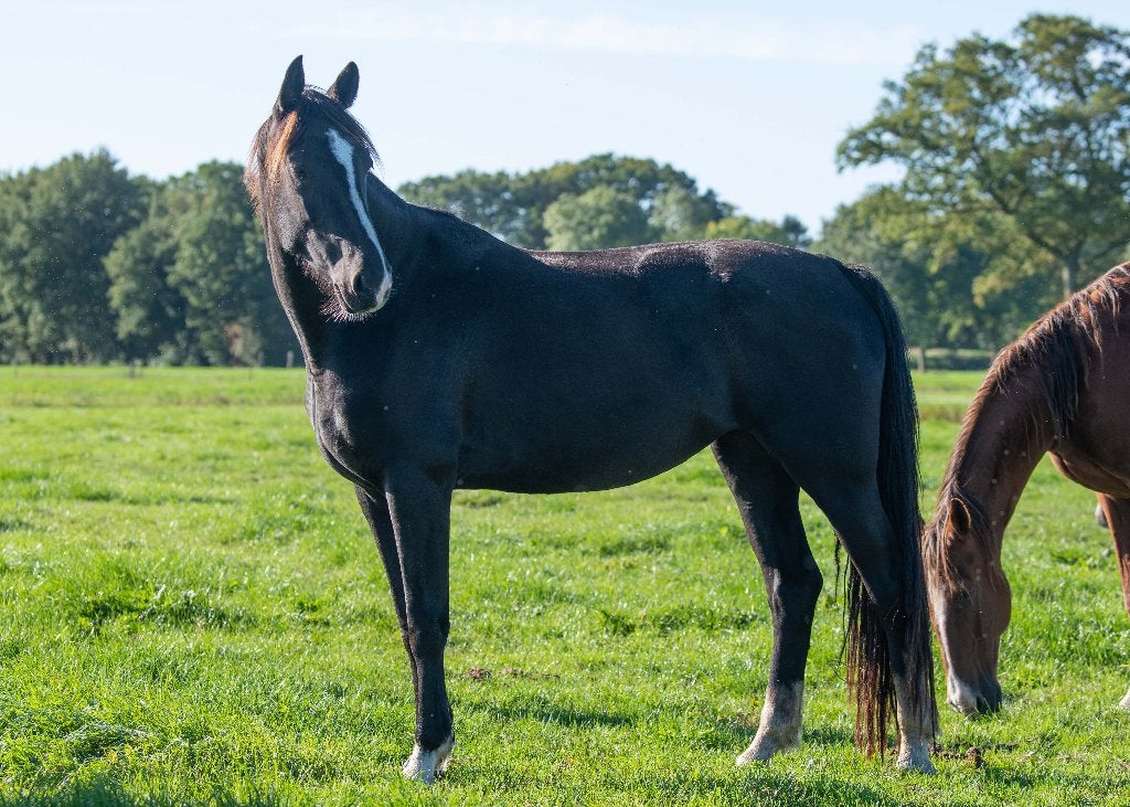 3,5 jarige zwarte merrie, Merrie