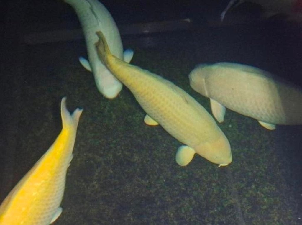 Een JUMBO CHAGOI  84 CM HANDTAM, Karper of Koi