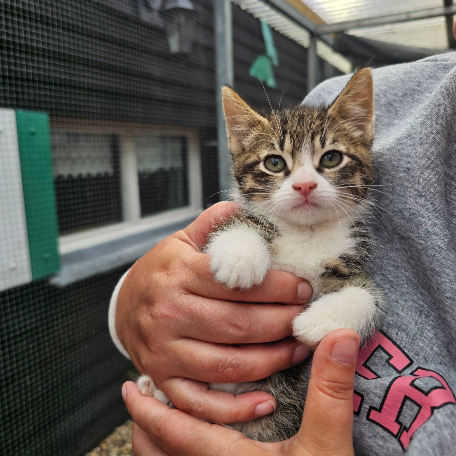 Boerderij kittens (katertjes) te koop, Dieren en Toebehoren, Kater, Kortharig, 0 tot 2 jaar