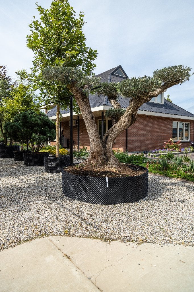 Olijfboom, Tuin en Terras, Planten | Bomen, Bloeit niet, Olijfboom, 250 tot 400 cm, Ophalen