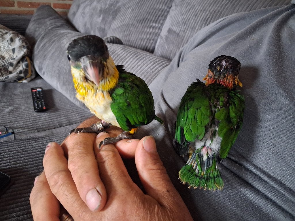 Tamme zwartkop caique's, Dieren en Toebehoren, Meerdere dieren, Papegaai, Geringd