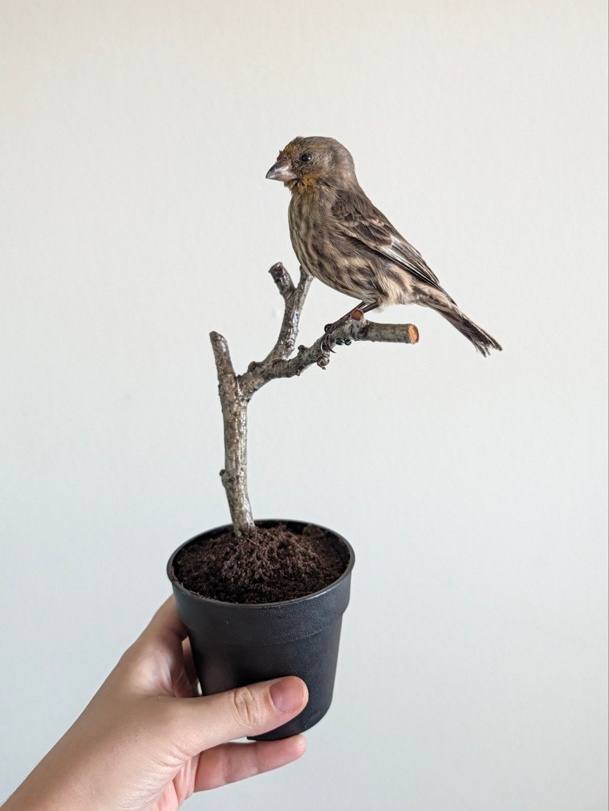 house finch taxidermy, Ophalen of Verzenden, Nieuw