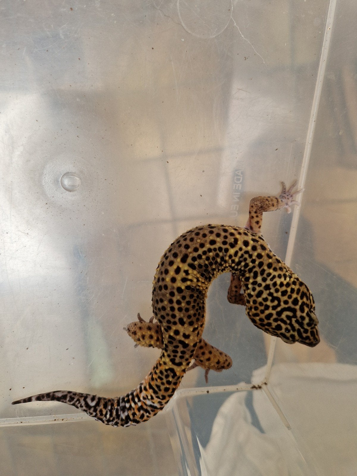 Eublepharis macularius man, Dieren en Toebehoren, Reptielen en Amfibieën, Hagedis, 0 tot 2 jaar