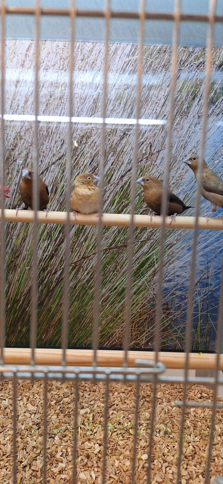 zilverbekjes, Meerdere dieren, Tropenvogel, Geringd