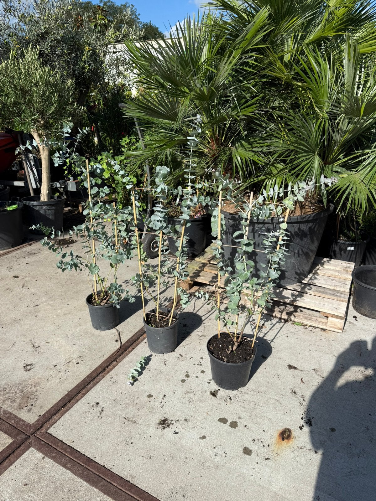 Eucalyptus lang en in rek winterhard ruiken heerlijk 19,95, Tuin en Terras, Vaste plant, Bloeit niet, Halfschaduw, Ophalen