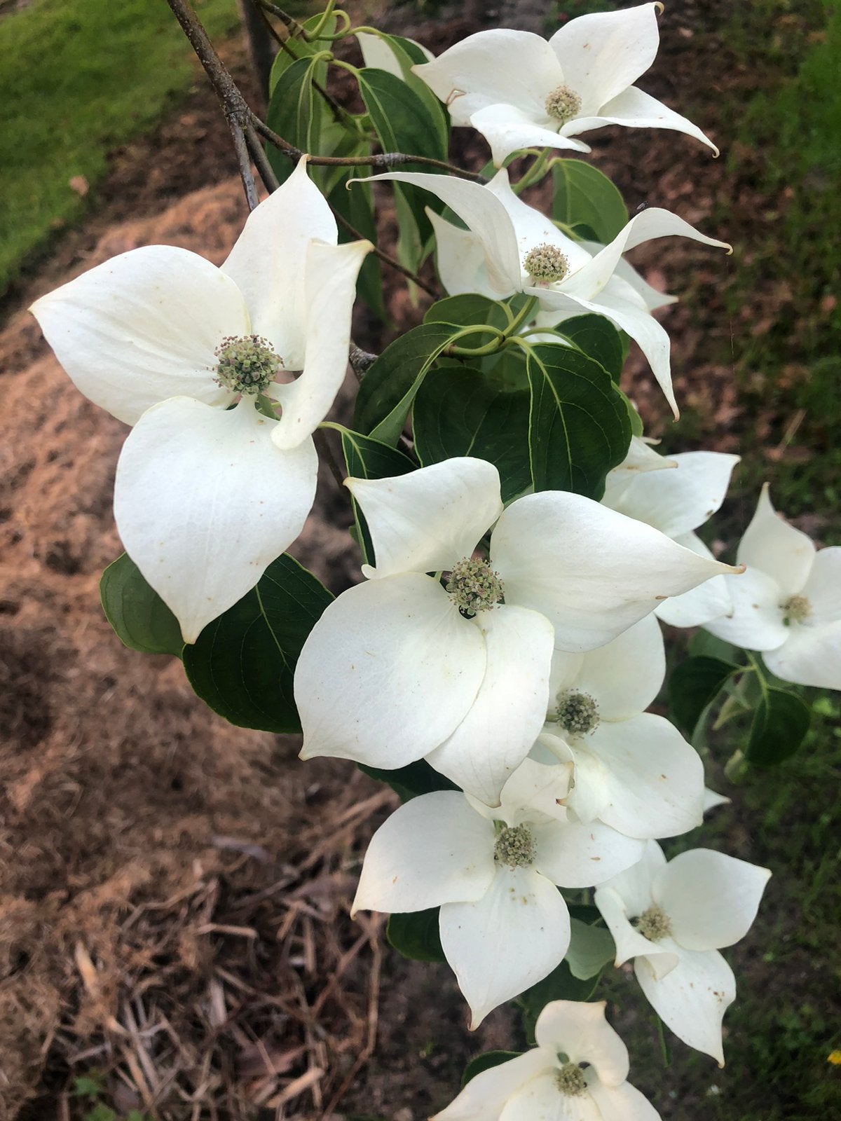 Cornus kousa ‘Chinensis ‘ meerstammige, Ophalen of Verzenden, Volle zon, Overige soorten
