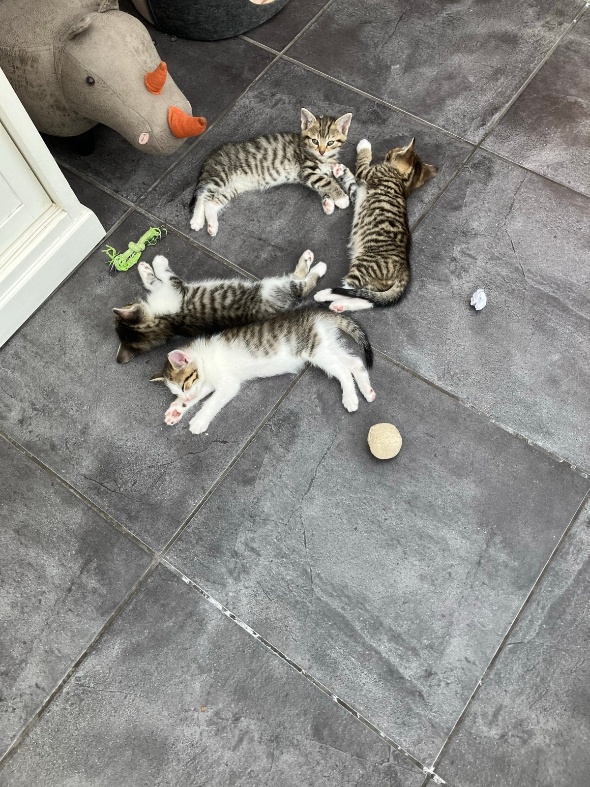 Erg lieve, grijs/wit gestreepte kittens., Dieren en Toebehoren, Katten en Kittens | Overige Katten, Meerdere dieren, Kortharig