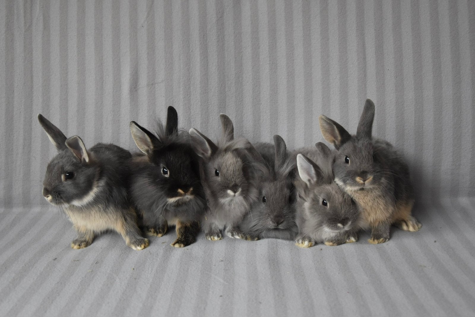 Jonge konijnen, Dieren en Toebehoren, Meerdere dieren, Klein, 0 tot 2 jaar