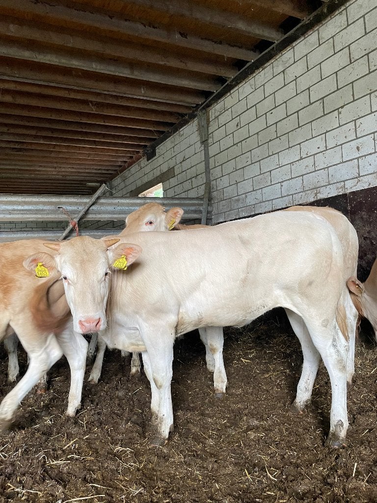Blonde d'Aquitaine jongvee, Dieren en Toebehoren, Meerdere dieren, 0 tot 2 jaar