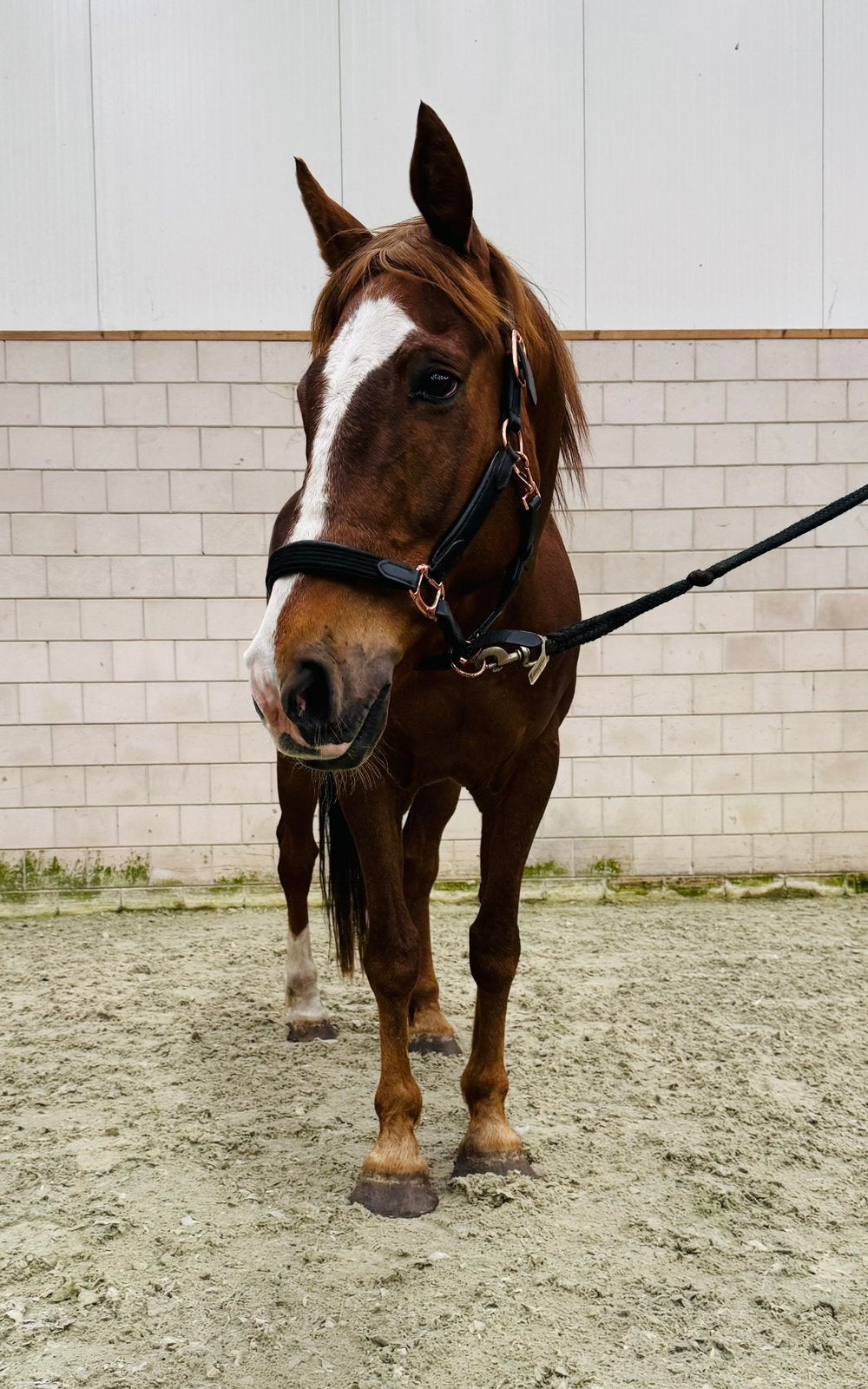 Ierse E-pony - zoekt nieuw huisje voor 1 juli, Dieren en Toebehoren, Pony's, Ruin, 11 jaar of ouder