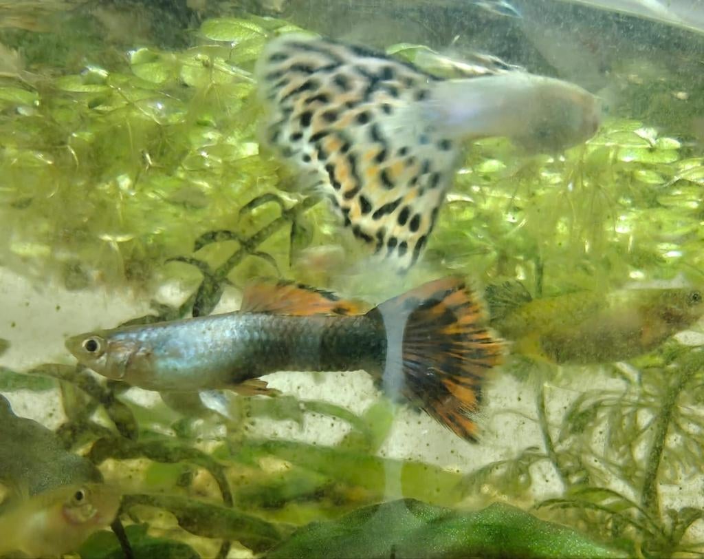 2 guppen (man), Vis, Zoetwatervis