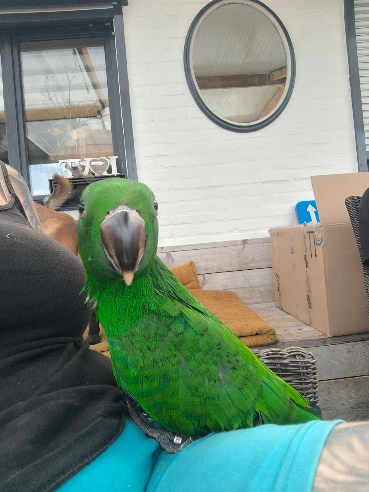 handtamme jonge edelpapegaai, Dieren en Toebehoren, Vogels | Parkieten en Papegaaien, Mannelijk, Papegaai