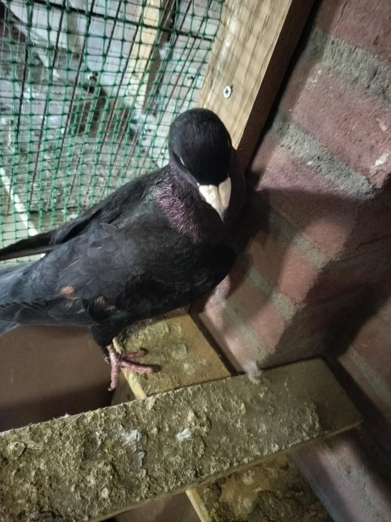 Mooi Duif فحل, Dieren en Toebehoren, Meerdere dieren, Postduif