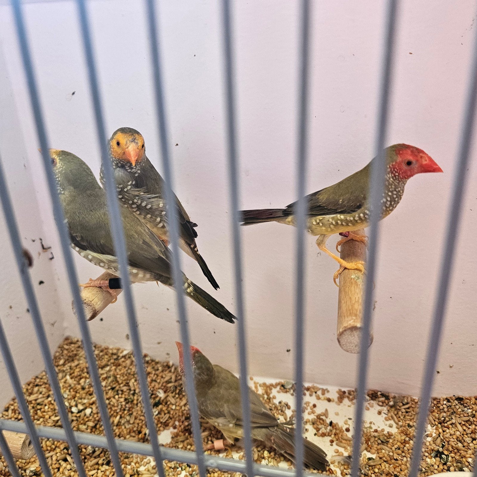 Koppel binsen astrildes, Meerdere dieren, Tropenvogel