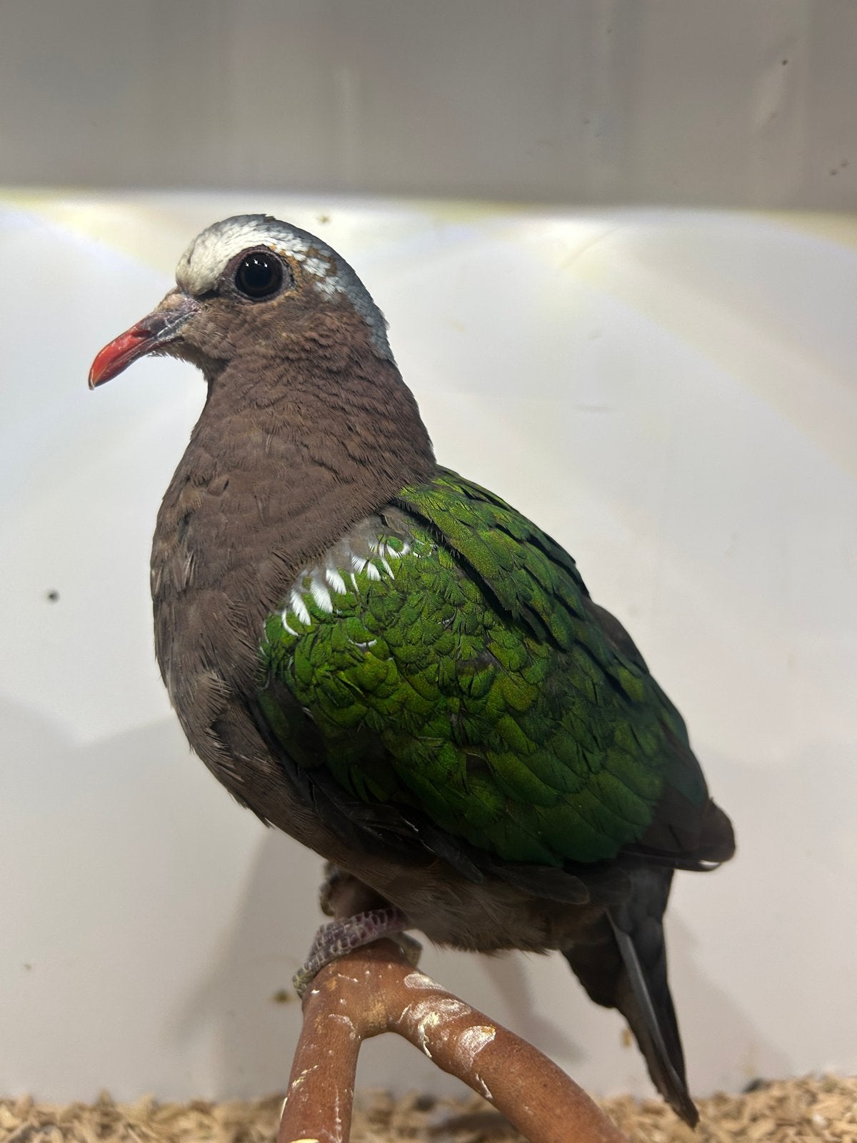 2-3 groenvleugel duif, Meerdere dieren, Tropenvogel