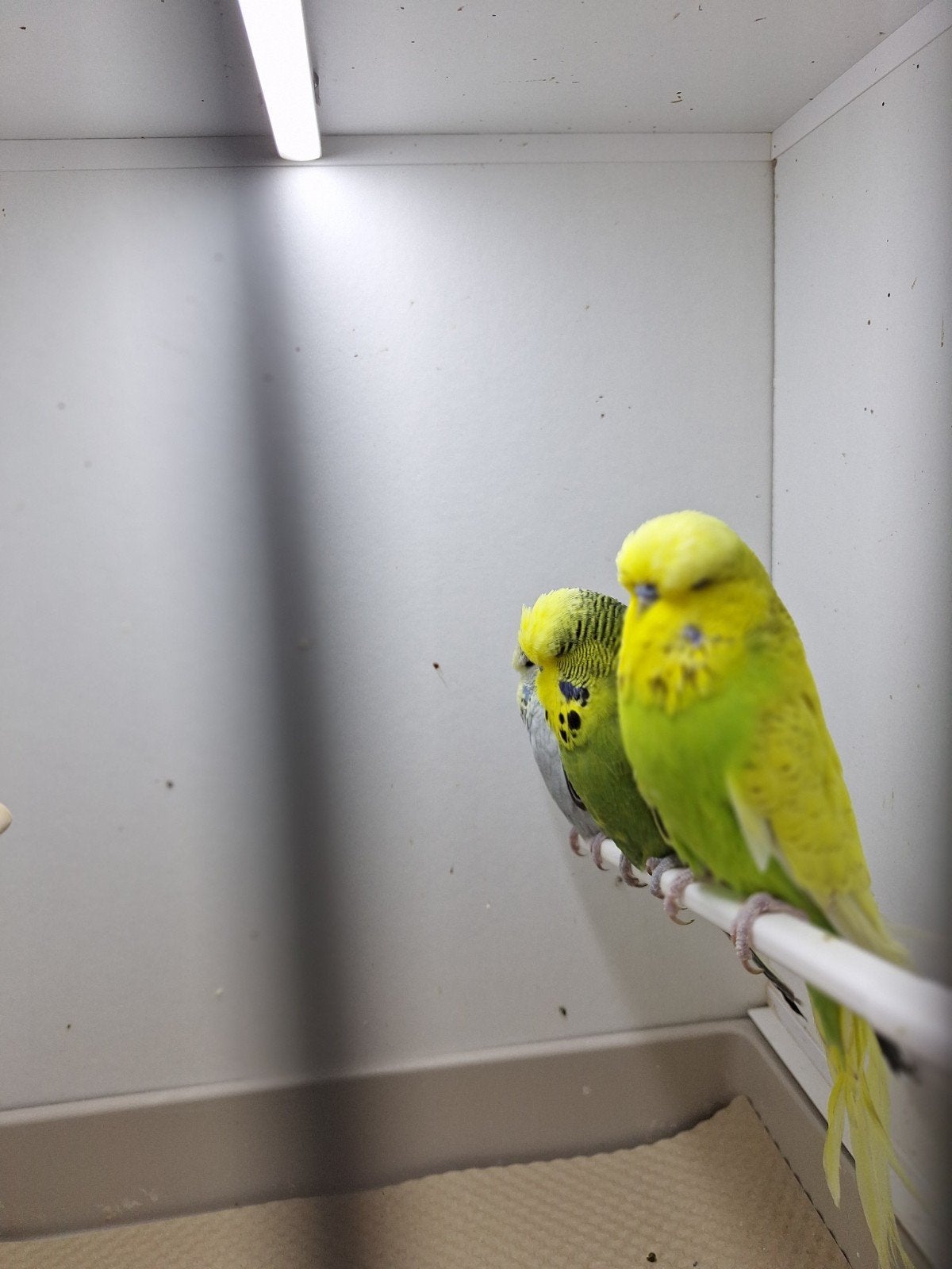 Engelse parkieten te koop, Meerdere dieren, Parkiet