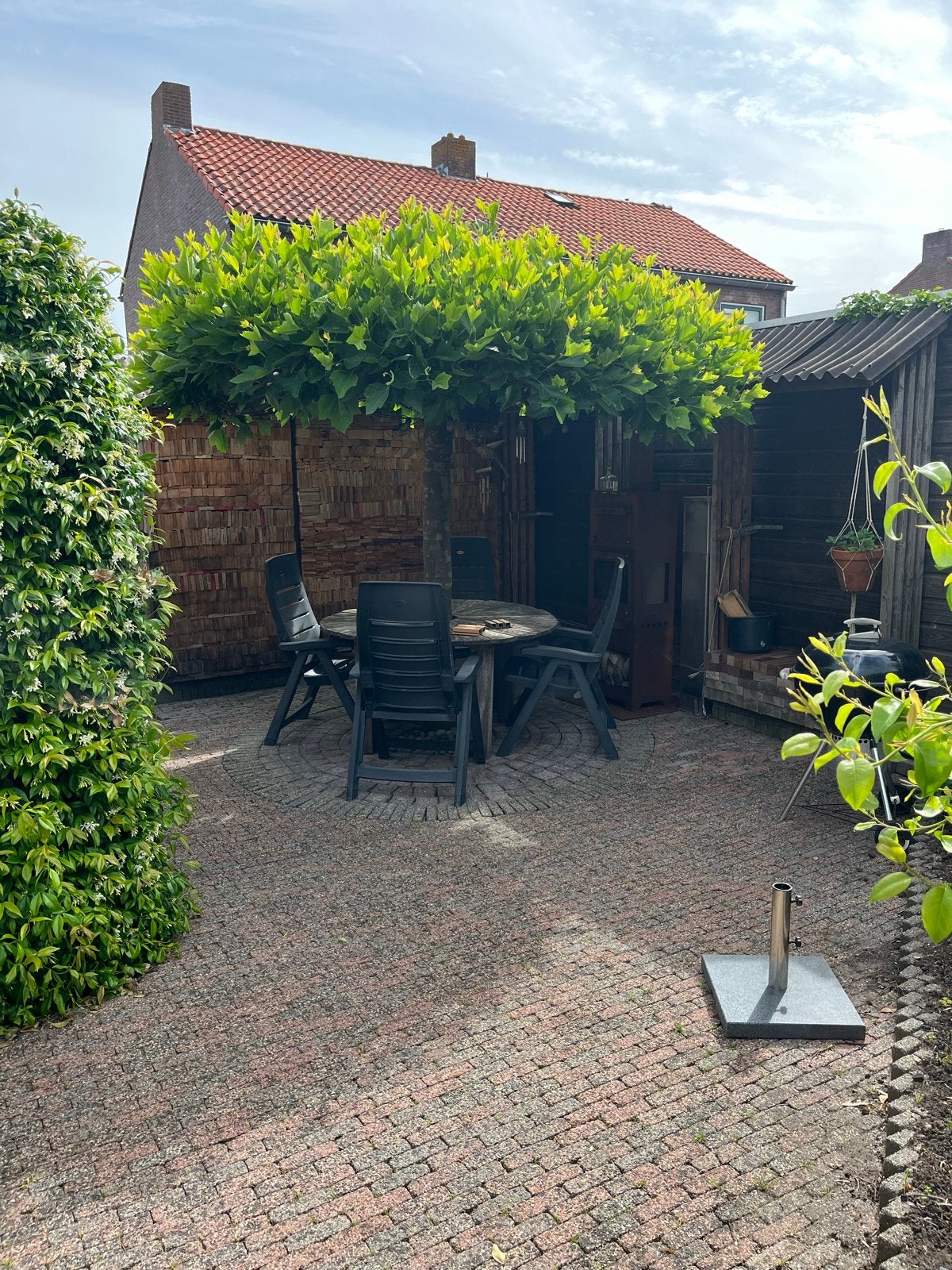 Te koop supermooie plataan, Tuin en Terras, Planten | Tuinplanten, Overige soorten, Volle zon, Ophalen