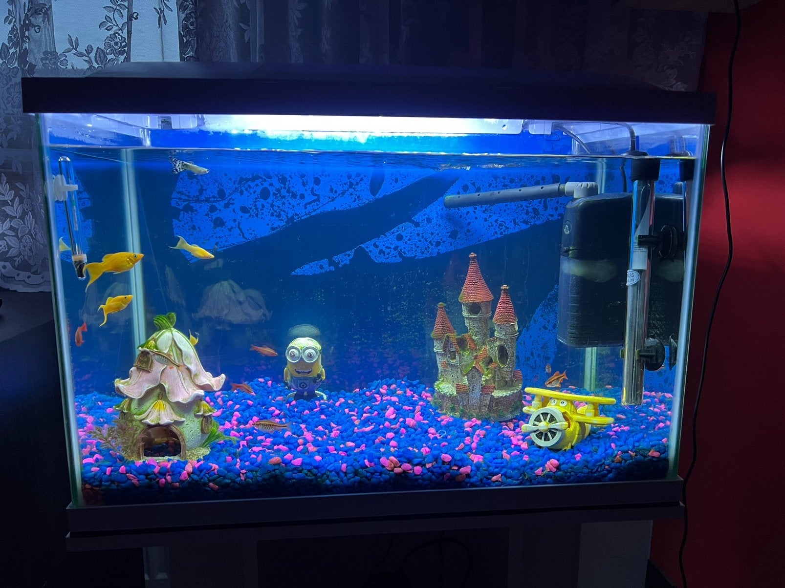 Aquarium 60 liter met kast + veel benodigdheden, Vis