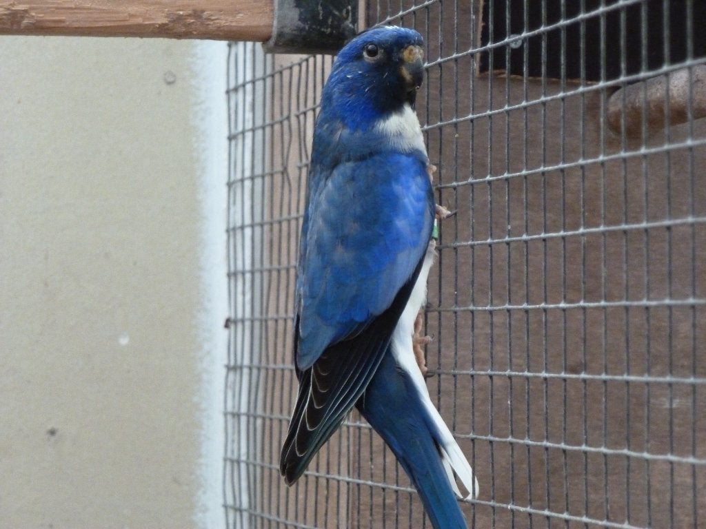 df violet witborst splendids gevraagd, Meerdere dieren, Parkiet