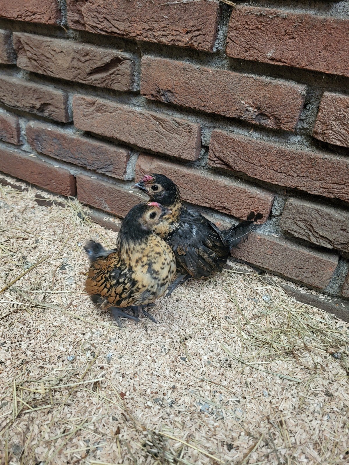 sebright kriel haantjes, Dieren en Toebehoren, Mannelijk, Kip