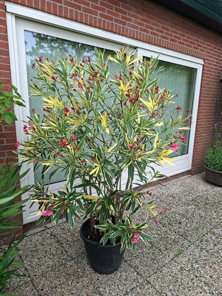Kuip planten, Volle zon, Vaste plant, Zomer, Ophalen