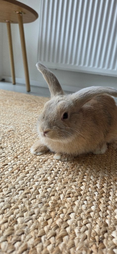Gratis lief tam jong konijntje, Dieren en Toebehoren, Konijnen, Mannelijk, Klein, 0 tot 2 jaar