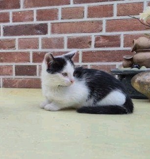 jonge poesjes/kittens, Meerdere dieren, Kortharig, 0 tot 2 jaar