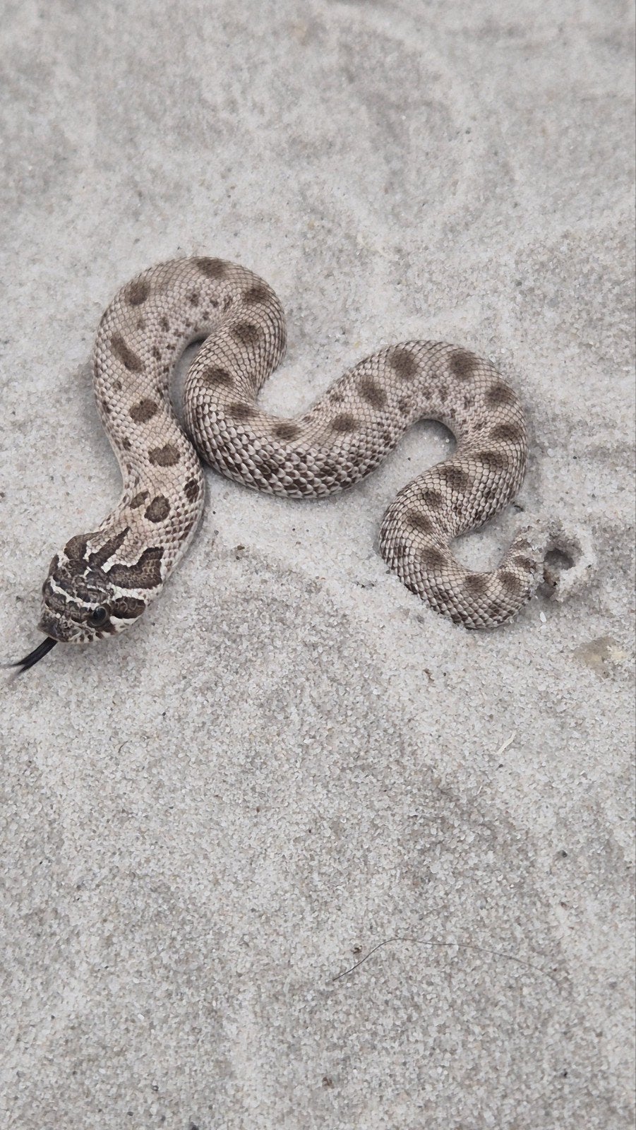 Haakneusslang het maitai Hognose Snake - female for sale from De Jong