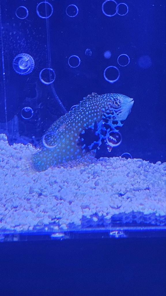 Macropharyngodon Bipartitus

Aquarium reef lipvis, Vis