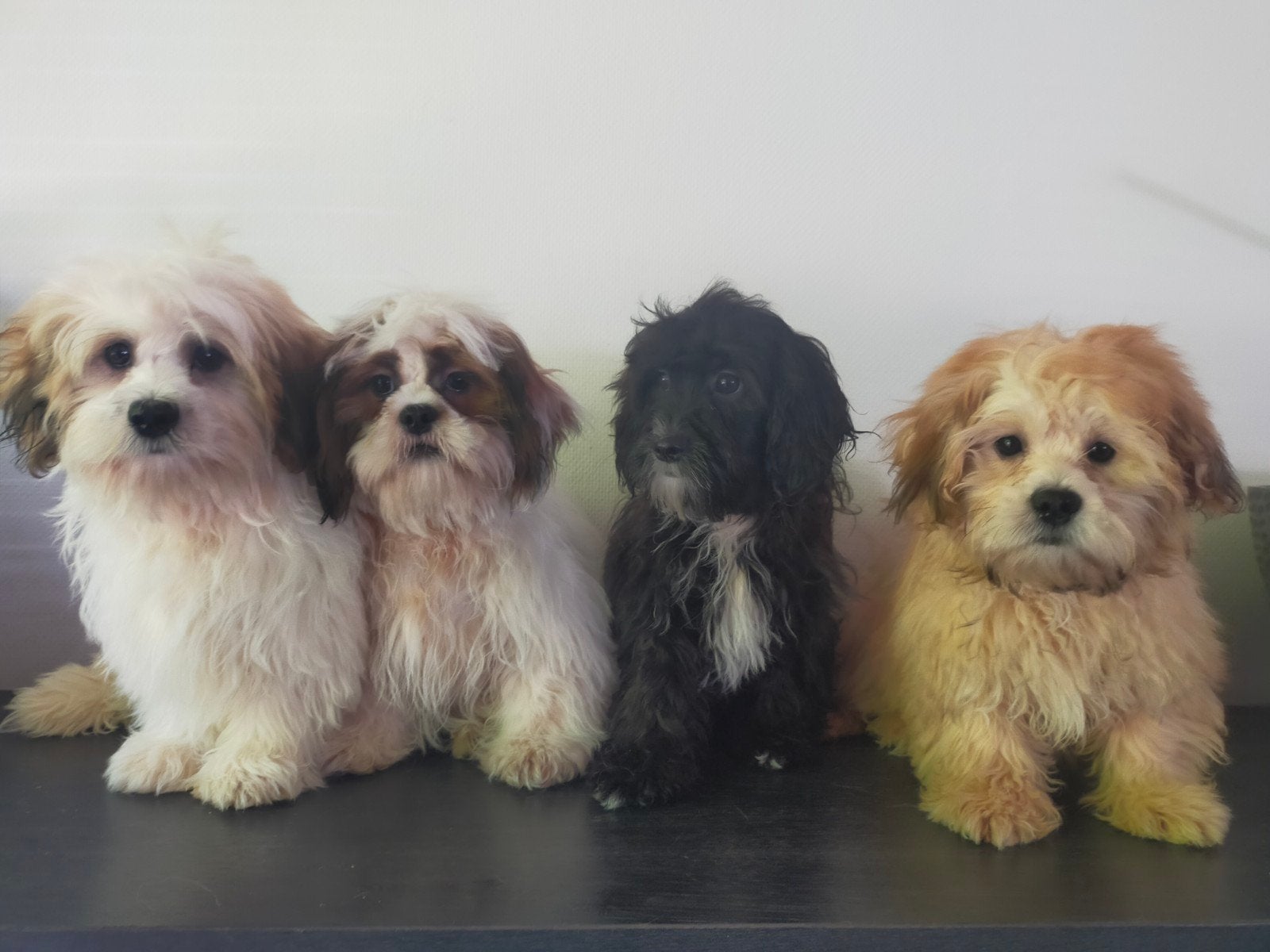 Leuke Boomer pups ShihTzu x Maltezer ️, Dieren en Toebehoren, Honden | Chihuahua's en Gezelschapshonden, Meerdere dieren, Overige rassen
