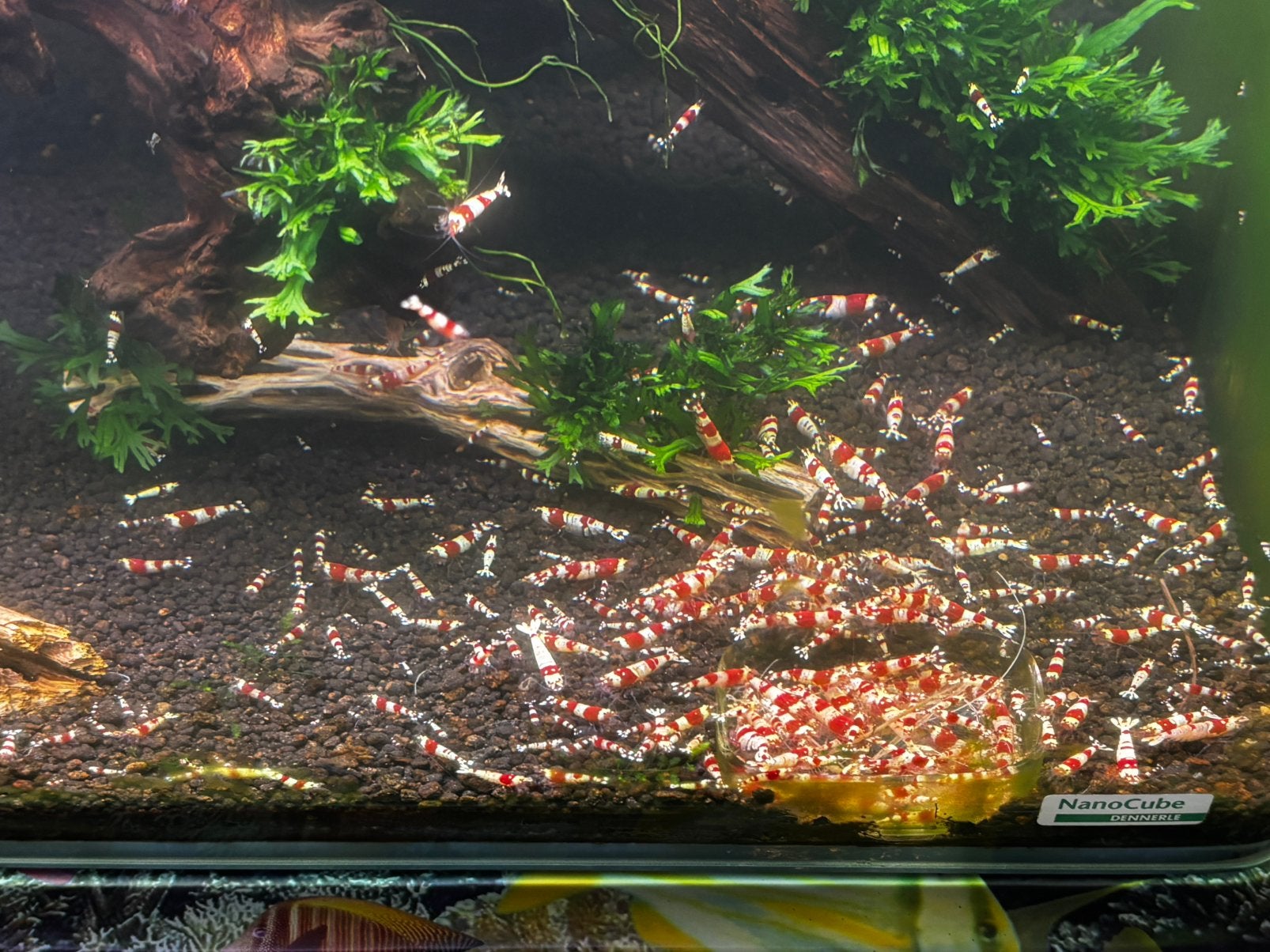 Crystal Red garnalen., Kreeft, Krab of Garnaal