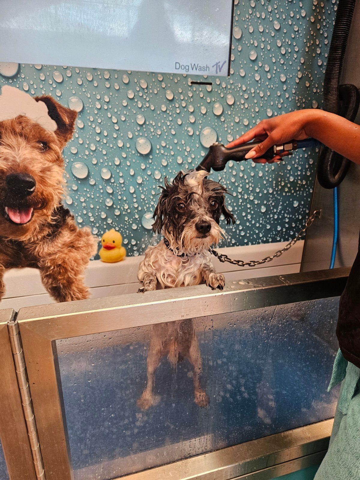 Boomer te koop, Eén hond, 3 tot 5 jaar, Nederland, Particulier