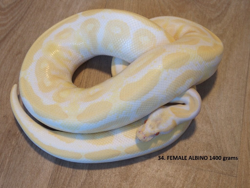 Koningspythons halfwas en kweekdieren deel 2 Ball Python photo 5