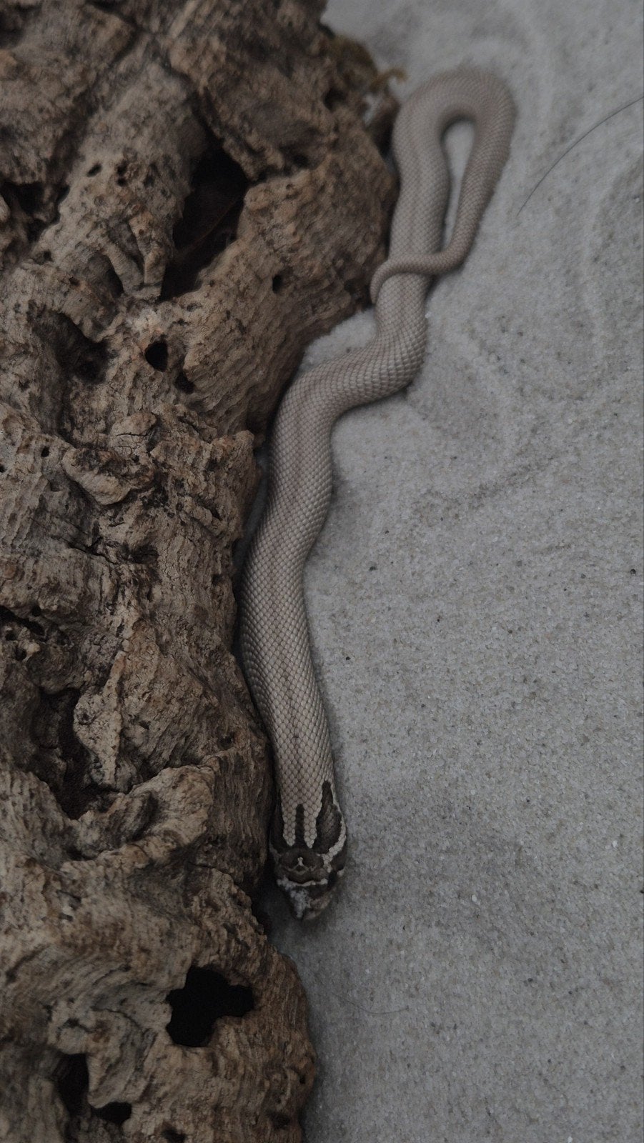Haakneusslang het snow Hognose Snake photo 4