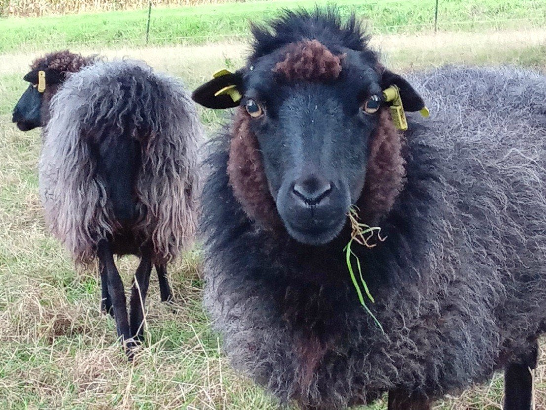 Skudde ooi, Vrouwelijk, Schaap