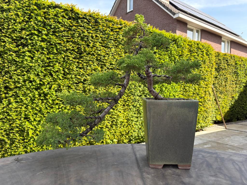 Prachtige Japanse jeneverbes (Kengai)., Ophalen of Verzenden, Minder dan 100 cm, Overige soorten