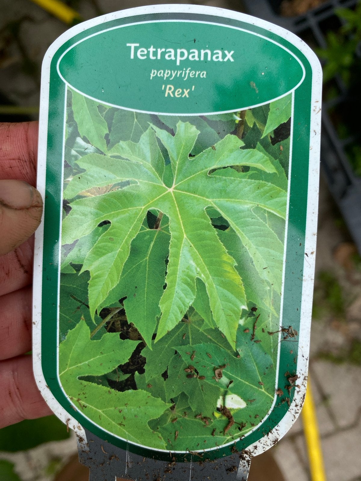 Tetrapanax papyrifera 'Rex' - Indrukwekkende Vaste Plant, Tuin en Terras, Volle zon, Vaste plant, Bloeit niet, Ophalen