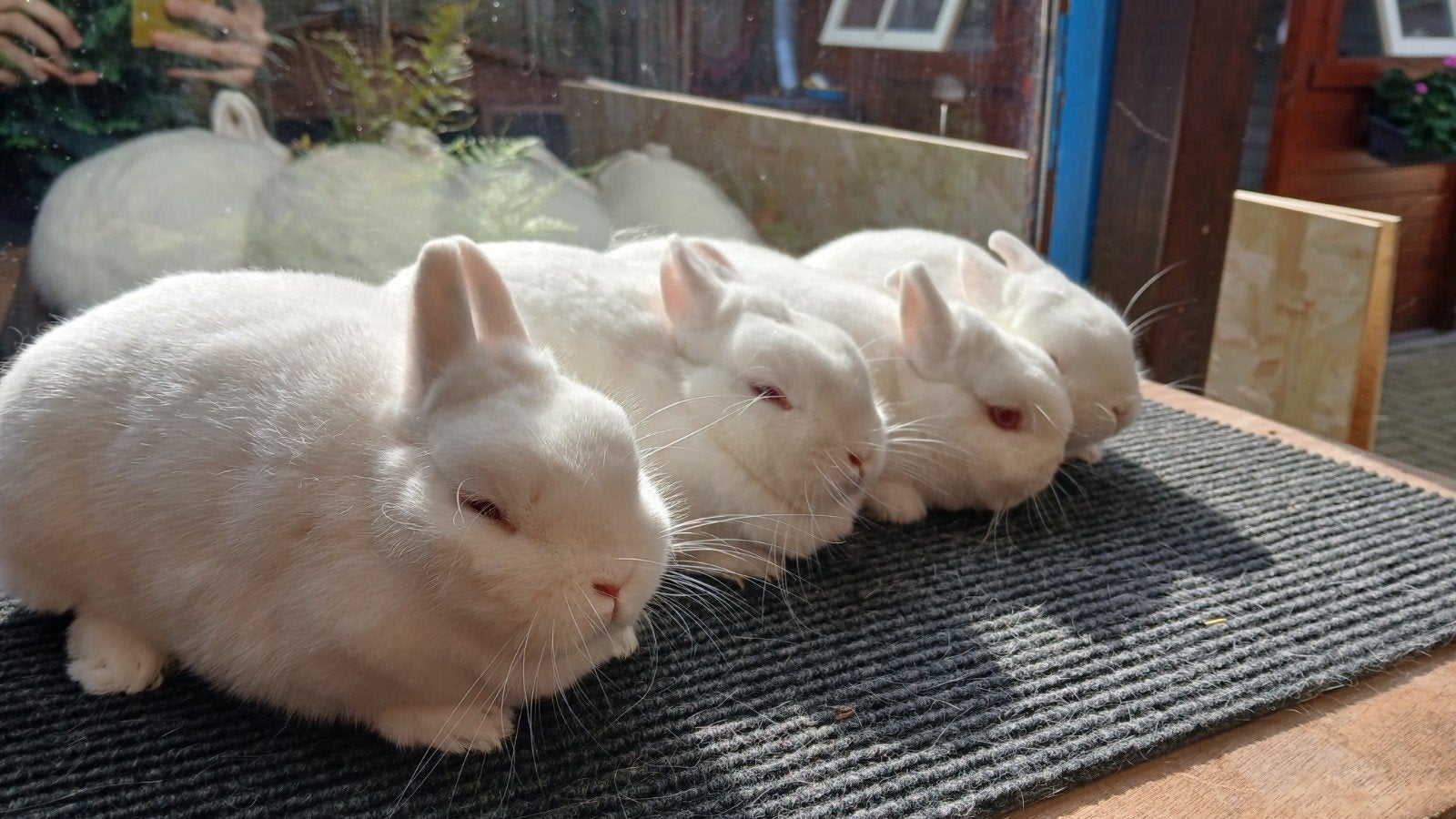 4 mooie pool konijnen, Meerdere dieren, Dwerg, 0 tot 2 jaar