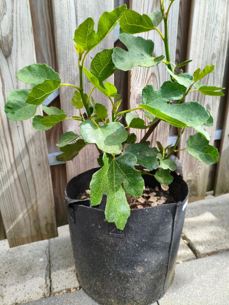 Chicago Vijgenbomen incl. kweekpot!, Tuin en Terras, Planten | Fruitbomen, Ophalen, Minder dan 100 cm, Volle zon, In pot