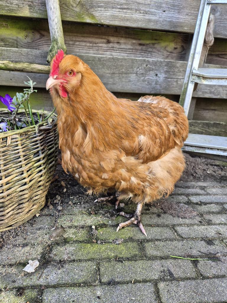Broedeieren orpington buff groot en kuikens, Dieren en Toebehoren, Pluimvee, Meerdere dieren, Kip