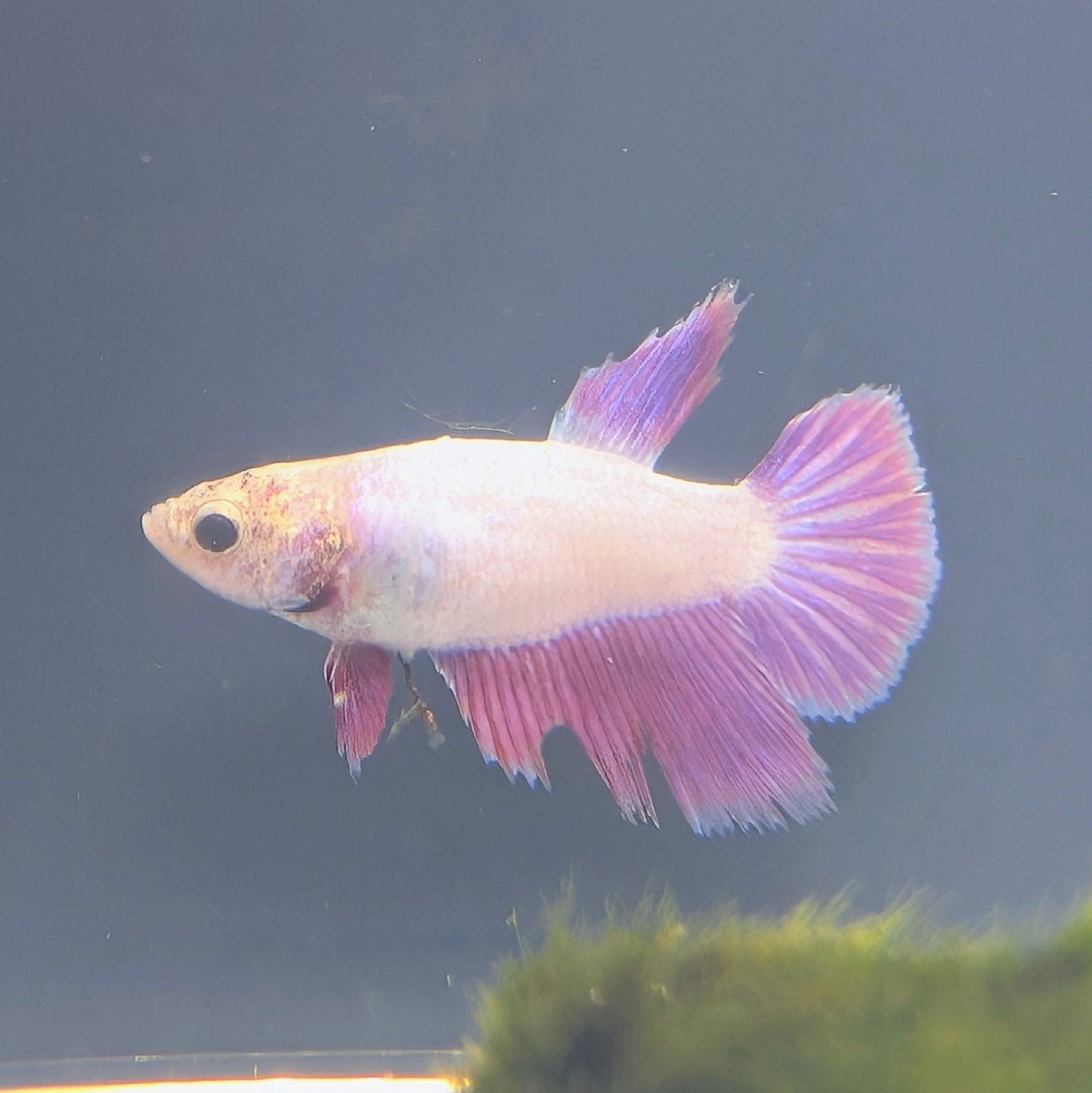 Halfmoon Betta Vrouwen!, Dieren en Toebehoren, Vissen | Aquariumvissen, Vis, Zoetwatervis