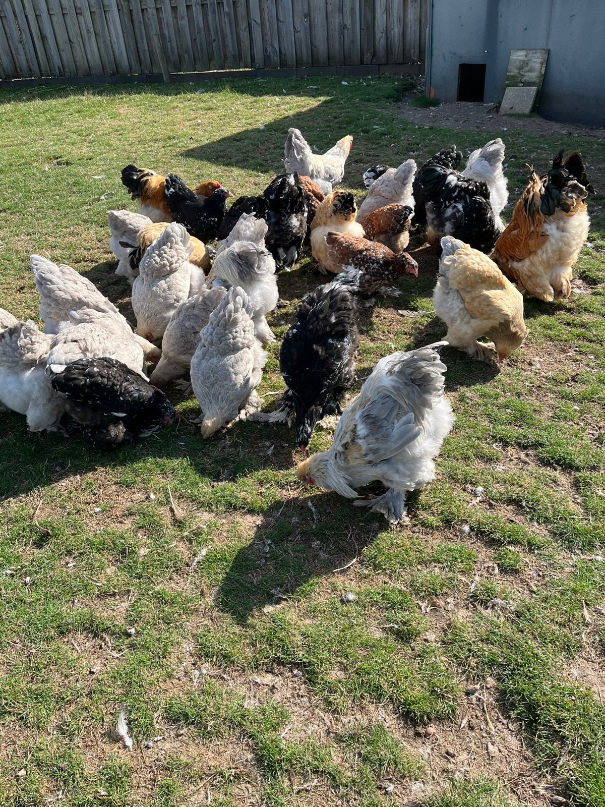 Brahma broedeieren, Dieren en Toebehoren, Geslacht onbekend, Kip