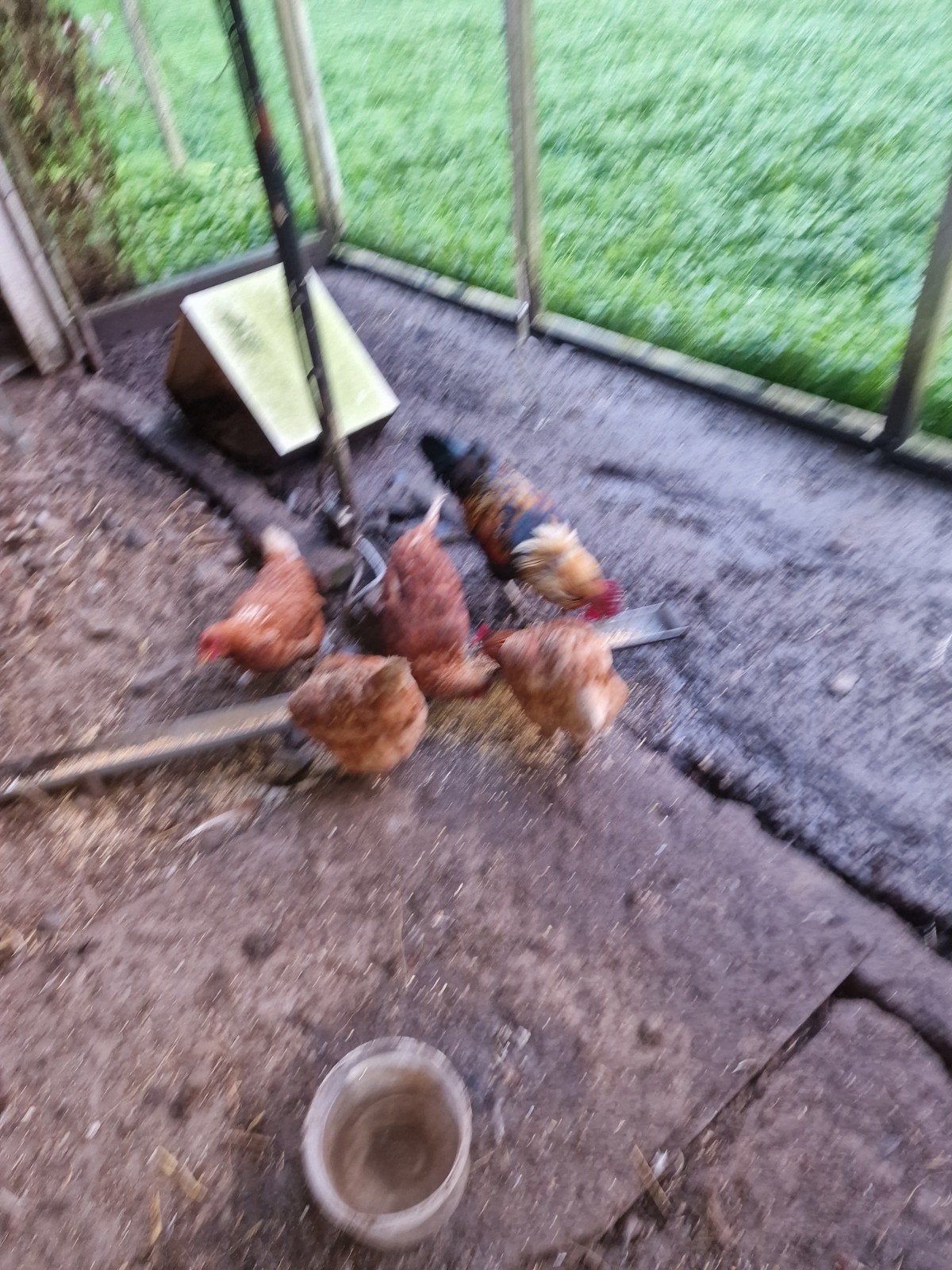 4 leg kippen 1 haan