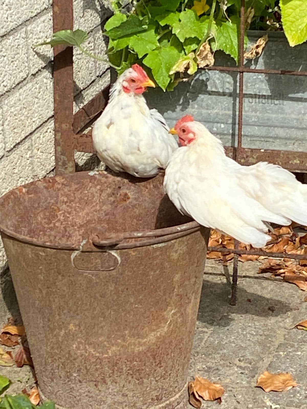 Serama Haantjes kleinste kippen soort, Dieren en Toebehoren, Pluimvee, Mannelijk, Kip