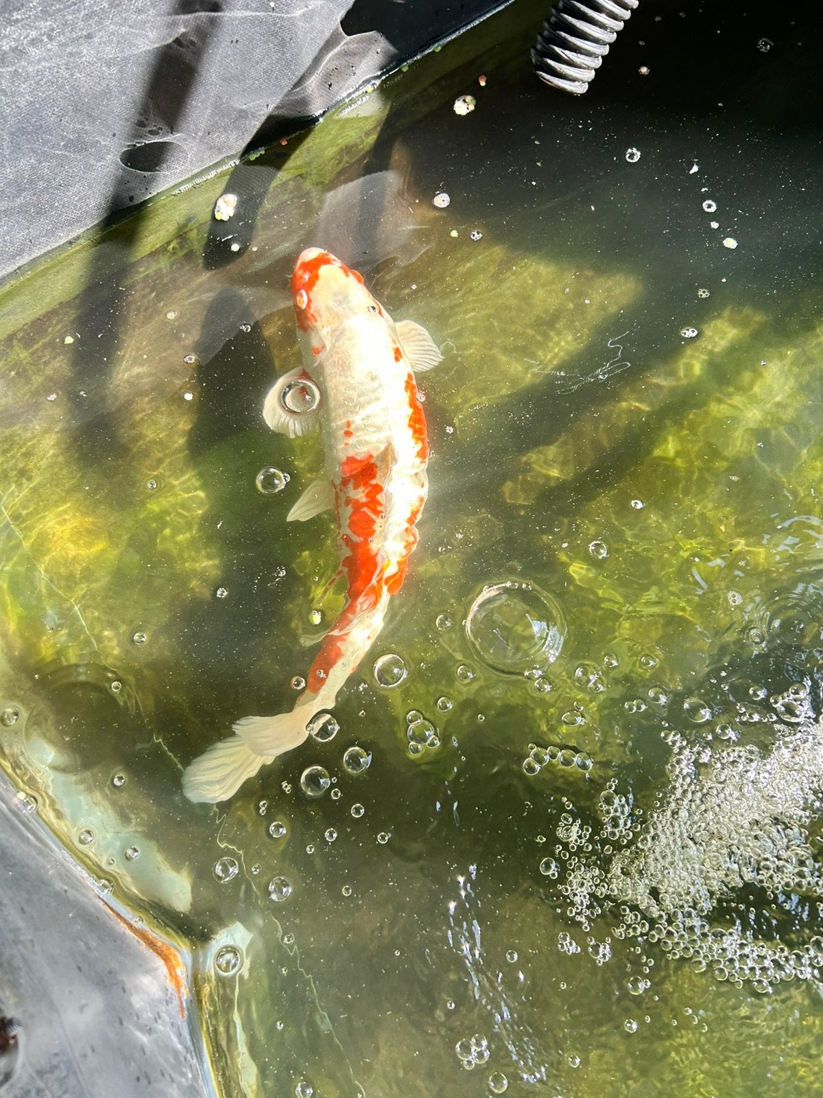 15 koi karpers, Karper of Koi