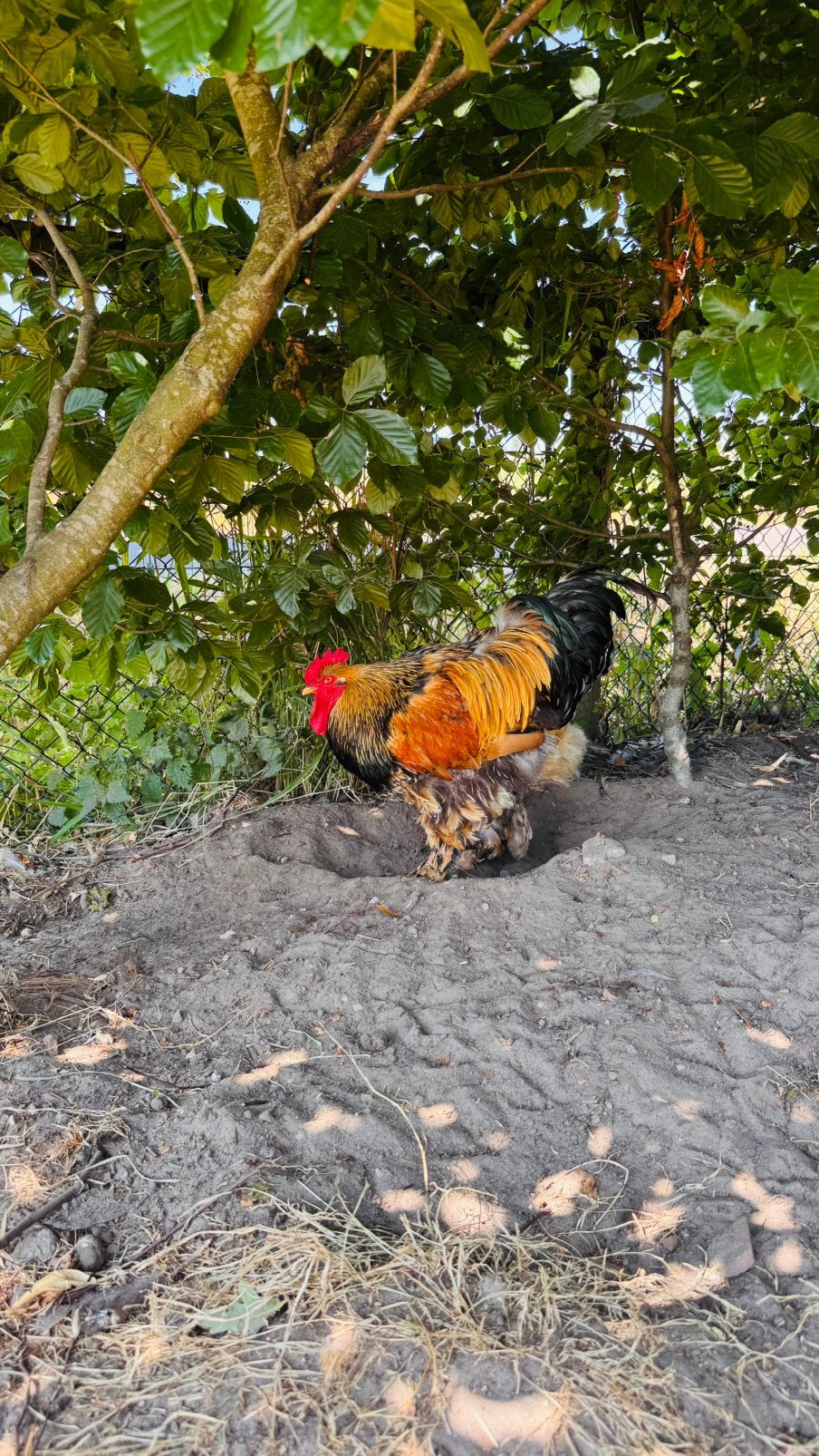 Brahma haan goud zwart gezoomd, Dieren en Toebehoren, Pluimvee, Mannelijk, Kip