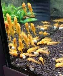 L144, Dieren en Toebehoren, Vis, Zoetwatervis, Schoolvis