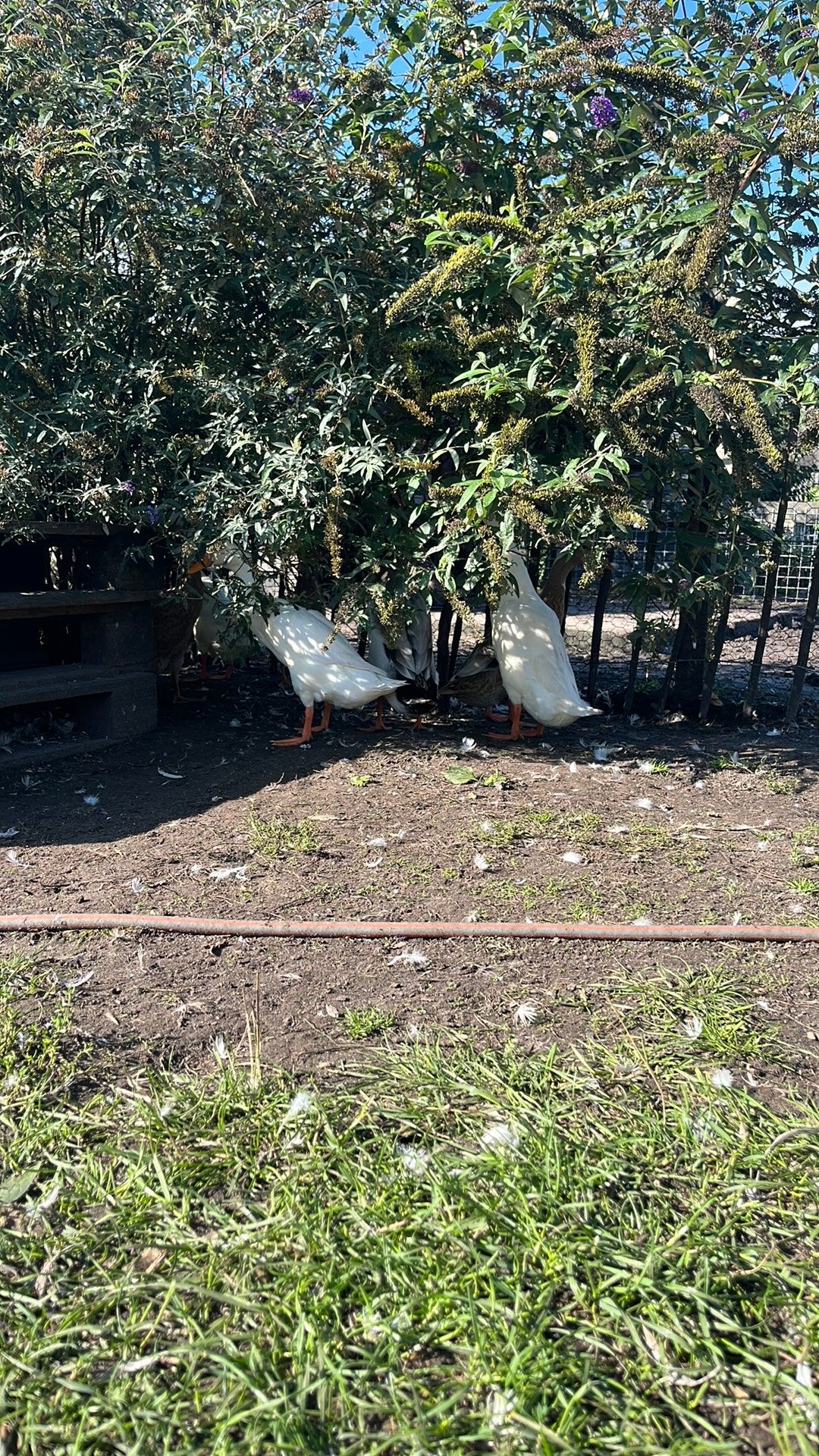 Indische loopeenden te koop, Dieren en Toebehoren, Pluimvee, Meerdere dieren, Eend